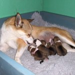 Gaia med sine nyfødte hvalpe