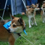 Det kan være svært at finde sin hund i flokken, så nogle har halsklud på så man kan genkende dem