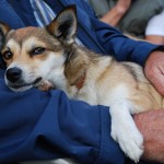 Endnu en hund der er træt i øjnene (Caylas søster Frigg)