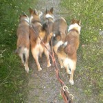 Keeza, Gaia, Niisa, Cayla og Oona på gåtur