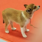 Keeza's Lunde Xena