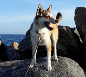 Xenia i Varberg på vej til udstilling