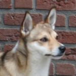 Cayla-efterkommer-Qila