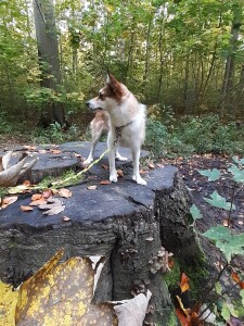 Efteraarsskovtur2020-Gydja