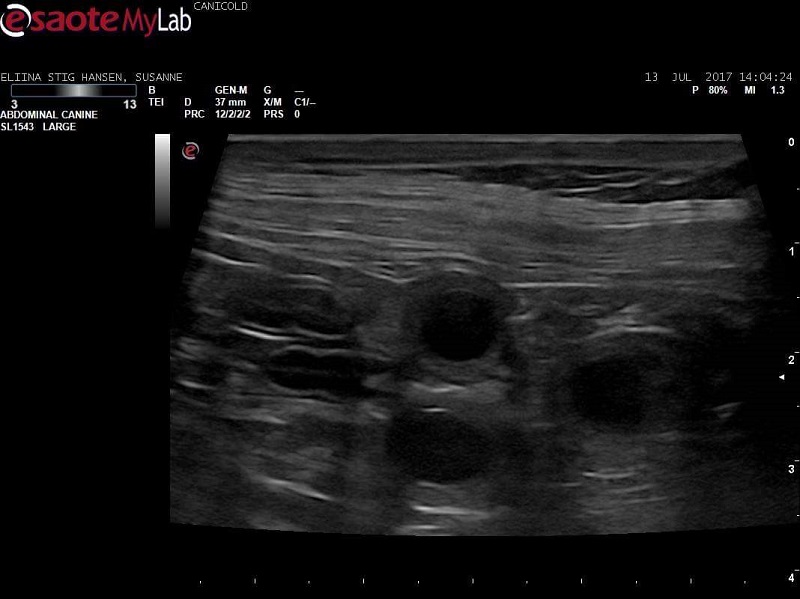 Eliina scanning