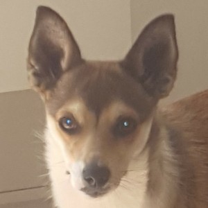 gaia-efterkommer-quina
