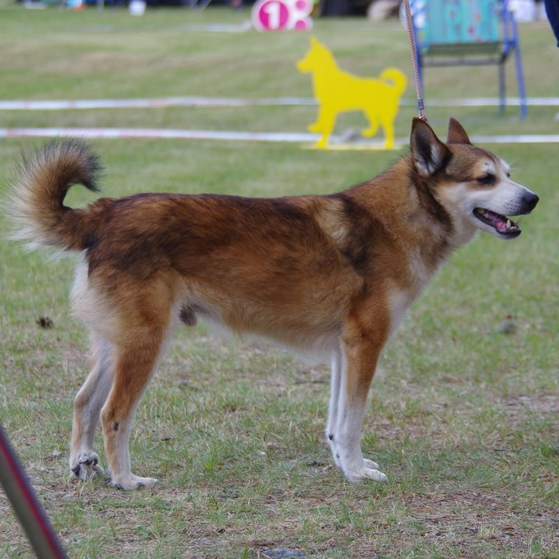 morokulien2014-4