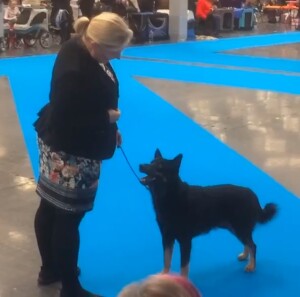 MyDog2020-Sanas