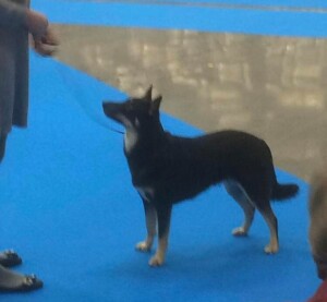 MyDog2020-Sági