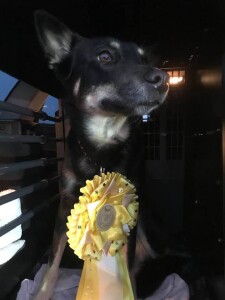 NW20201024-Sagi