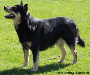 Neila