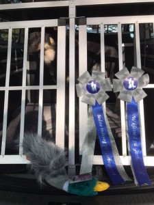 NoseWork2019-05-Sagi