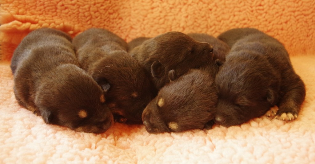 Samebykuldet 10 dage