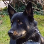 Keeza’s Lunde Aurinko Kaukana født 23. april 2015 - bor i Jylland