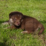Keeza's Lunde Muohtabena Ceavvi ♂