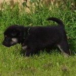 Keeza's Lunde Muohtabena Skávvi ♀