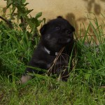 Keeza's Lunde Muohtabena Saŋas ♂