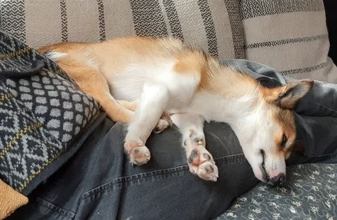 StabilitetKropskontrol