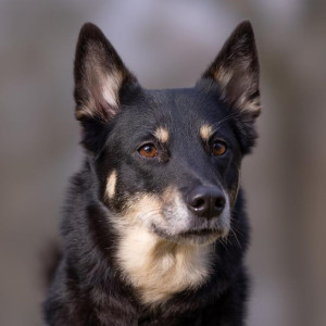 Sági-profil