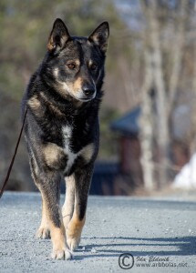 Taika front