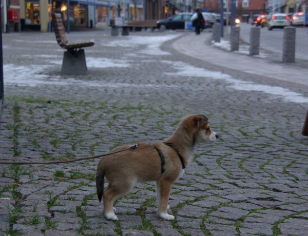 Der er meget at følge med i på Storegade i Stege
