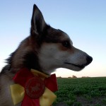 Vejen2016-T