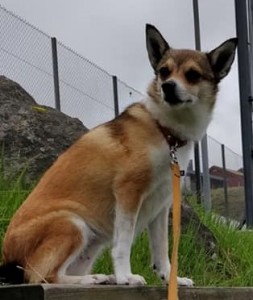 Víla