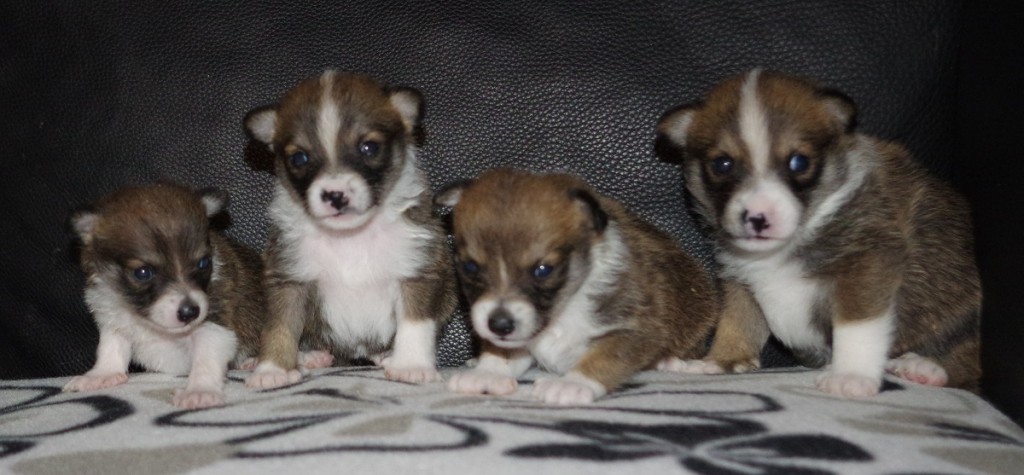 Zena - Xenia - Xaana - Xenon