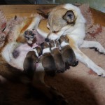 Gaia med de nyfødte hvalpe