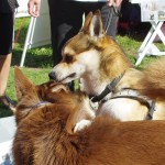 Er det mon Roar der er blevet forelsket i en finsk hyrdehund, selv om det er en hanhund