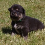 Keeza's Lunde Siida Muonio ♂