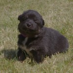 Keeza's Lunde Siida Gabna ♀