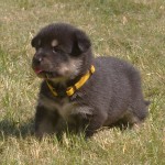 Keeza's Lunde Siida Saarivuoma ♀