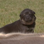 Keeza's Lunde Siida Talma ♀