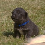 Keeza's Lunde Siida Korju ♂